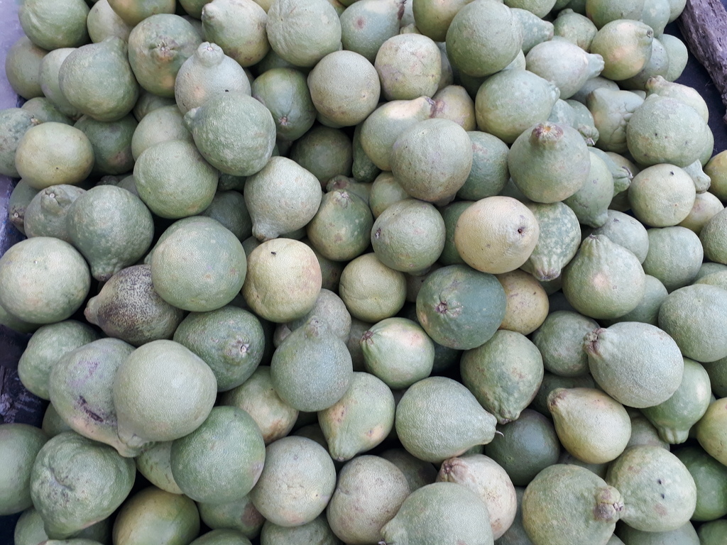 Pomelo