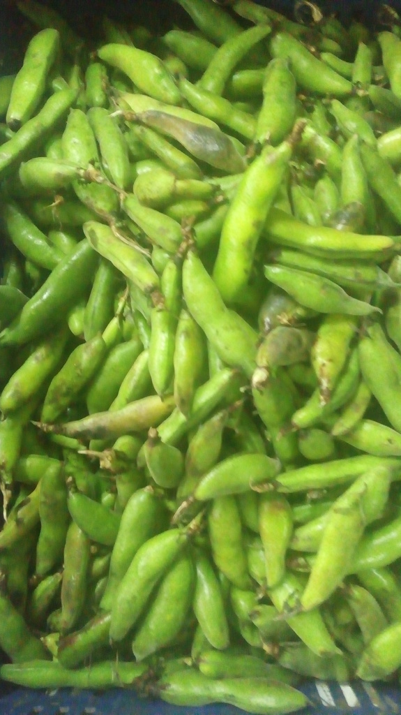 Abás en cascara