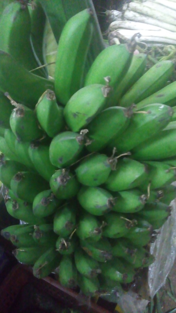 Colisero