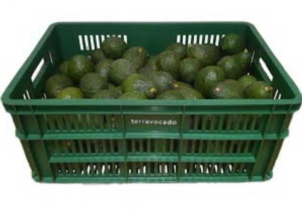 Aguacate Hass