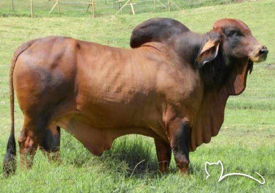 Venta de semen Brahman Vl rojo Designer Nacional