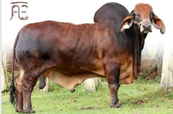 Venta de semen Brahman Lusitania El Fresa Nacional