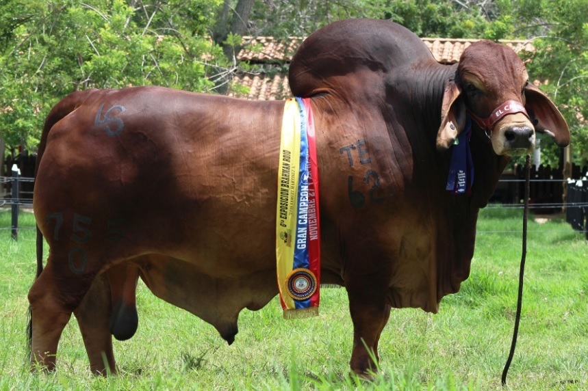 Venta de semen Brahman Pistacho Nacional 755/0