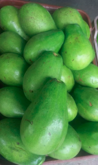 Aguacate Lorena