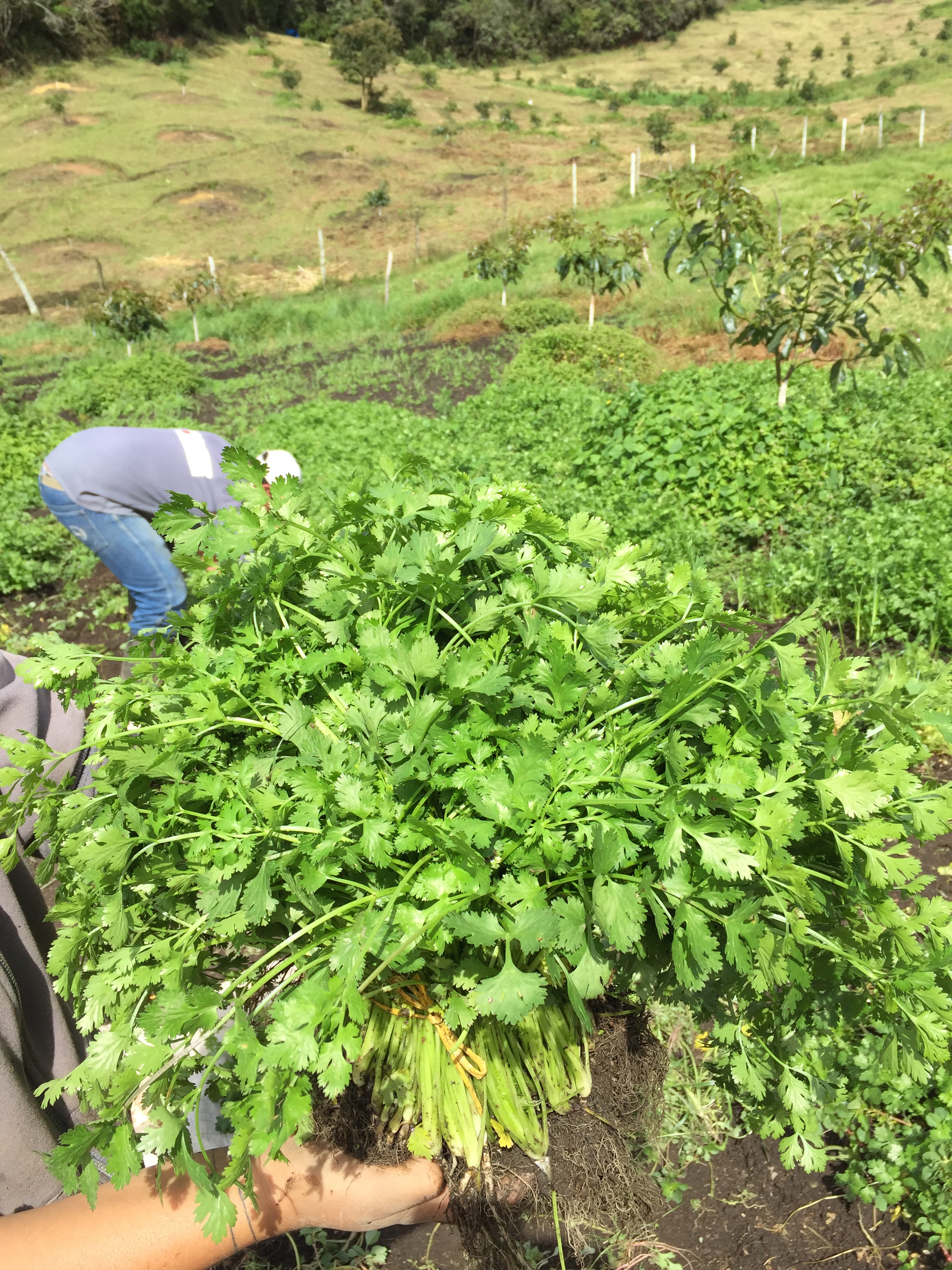 Cilantro criollo