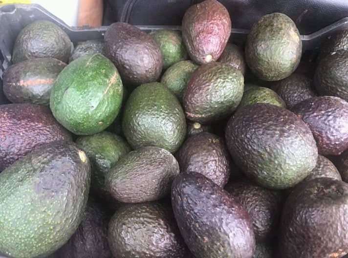 Aguacate haz