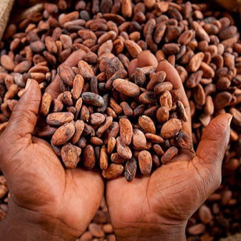 CACAO EN GRANOS SECO