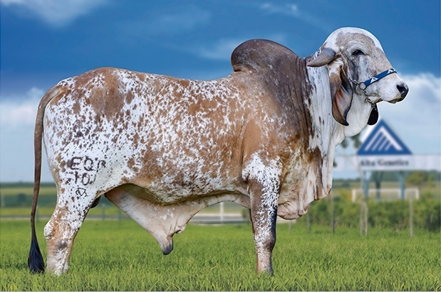 Venta de Semen Gyr Decoro Importado