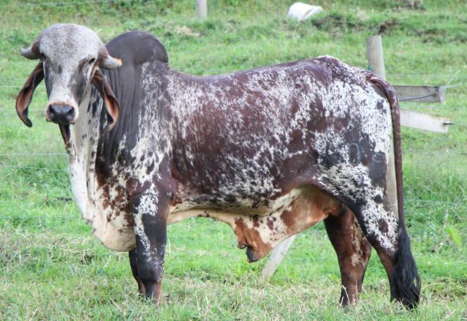 Venta de Semen Gyr James Nacional