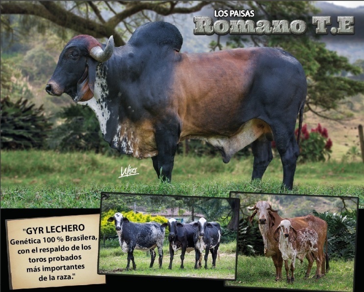 Venta de Semen Gyr Nacional