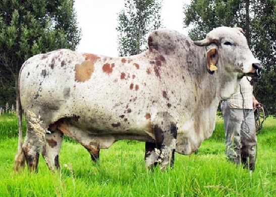 Venta de Semen Gyr Timbal Nacional