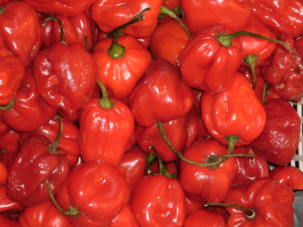 Chile habanero