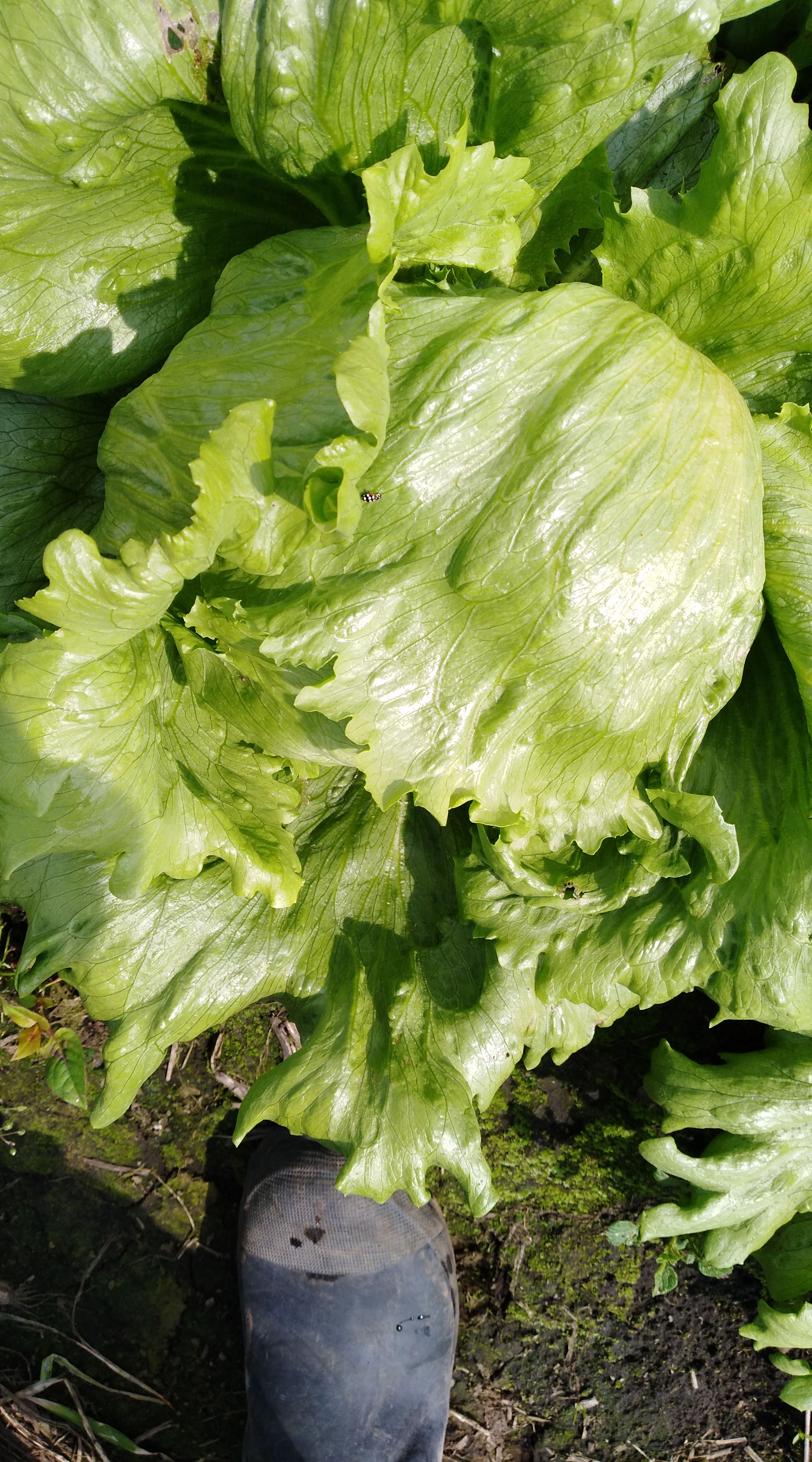 Lechuga batavia