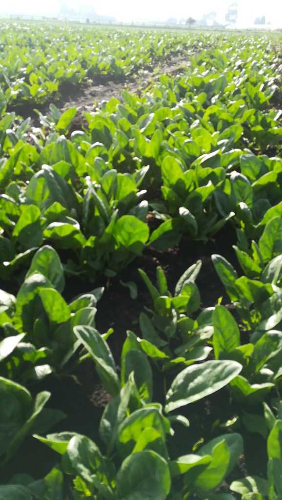 Espinaca