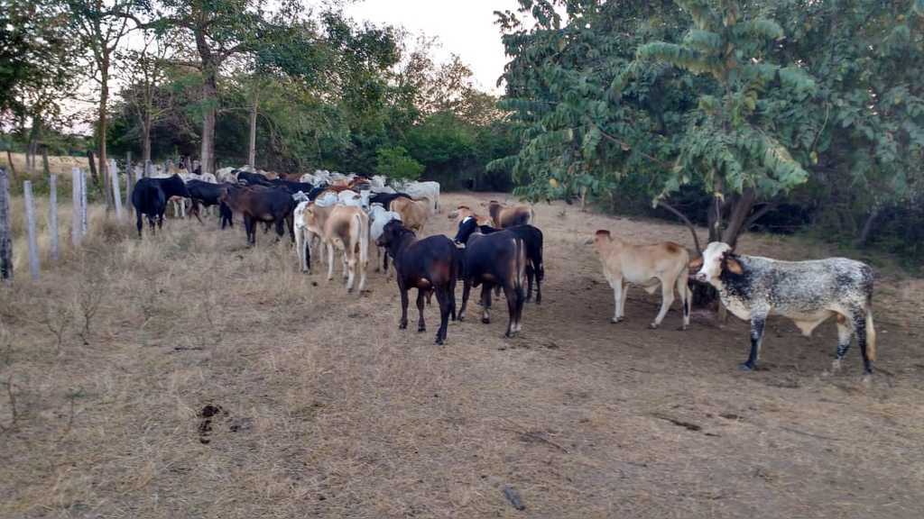 Carne de 1ra de res