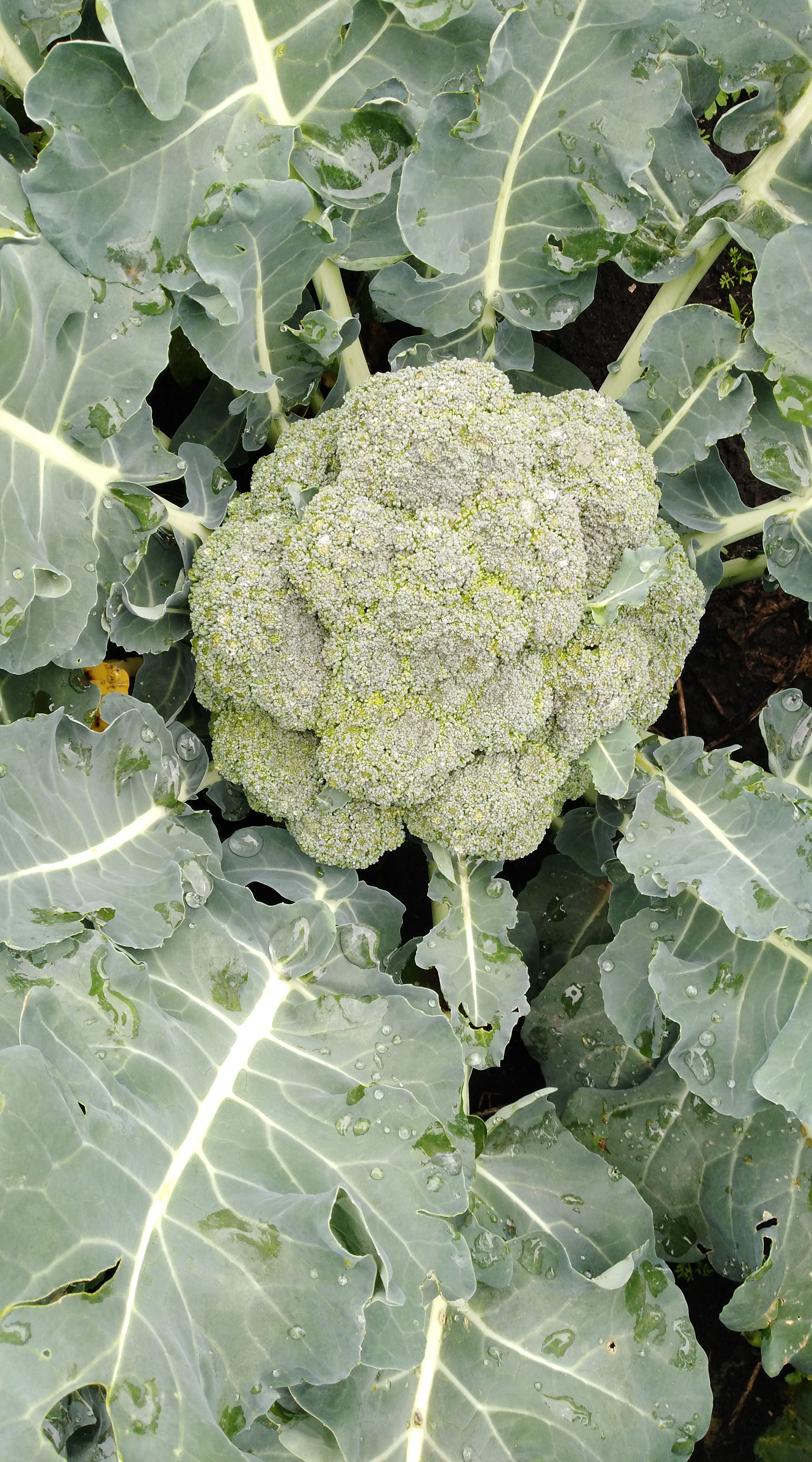 Brócoli