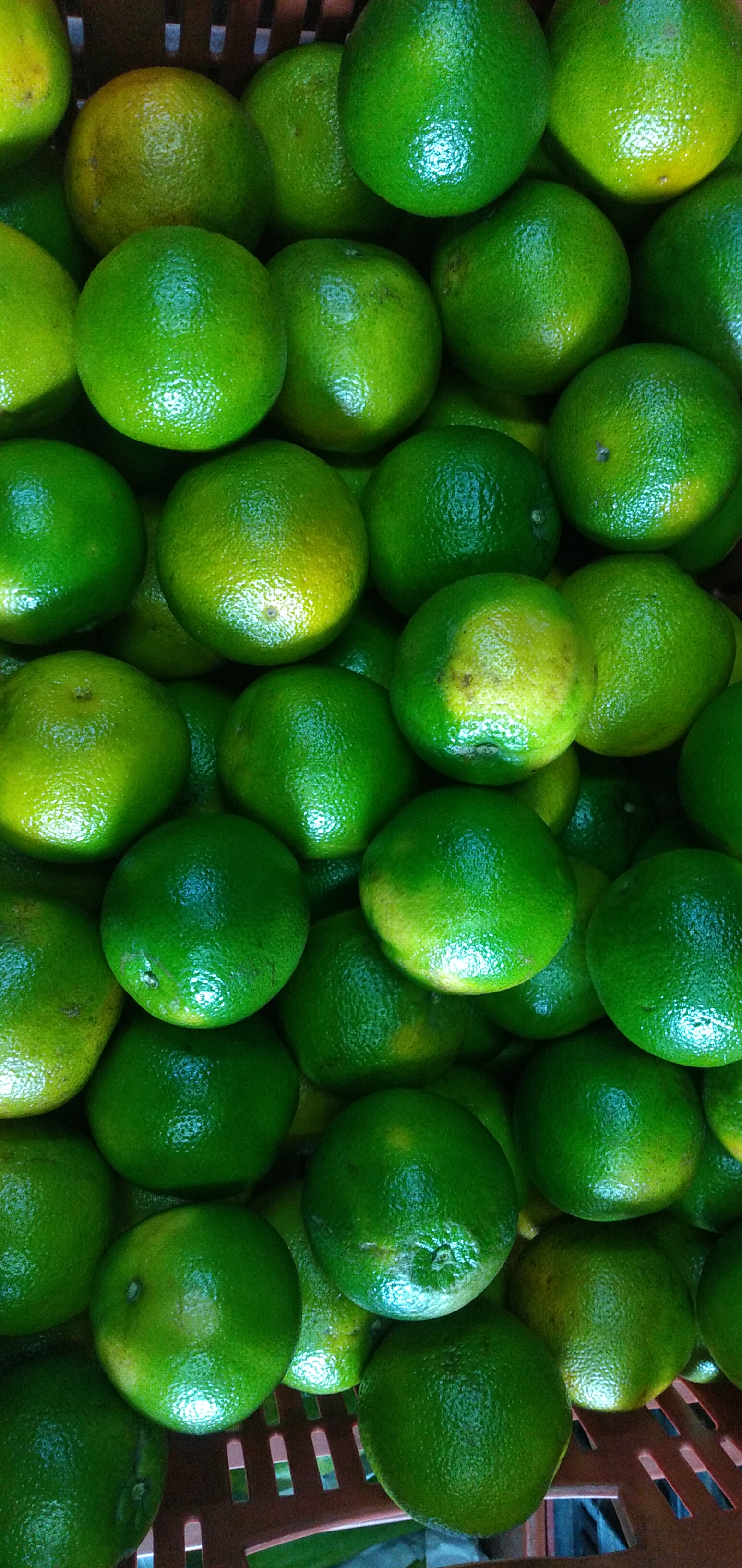 Naranja Valencia primera