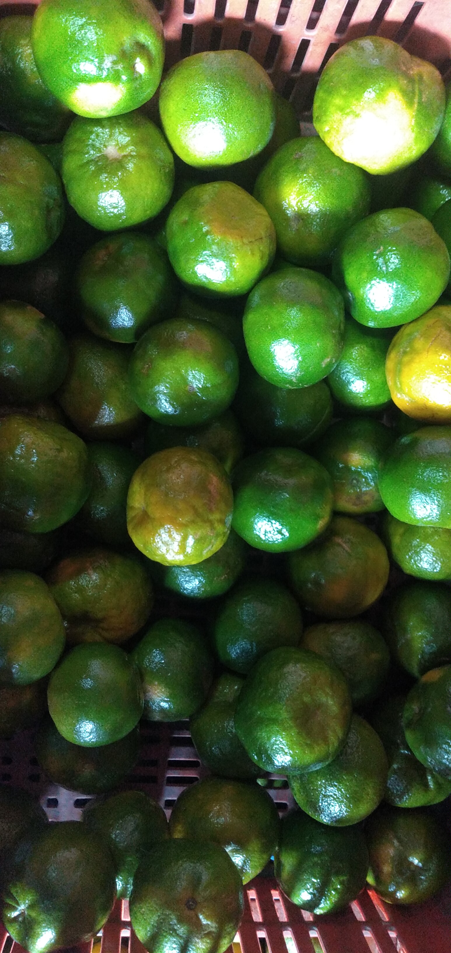 Mandarina