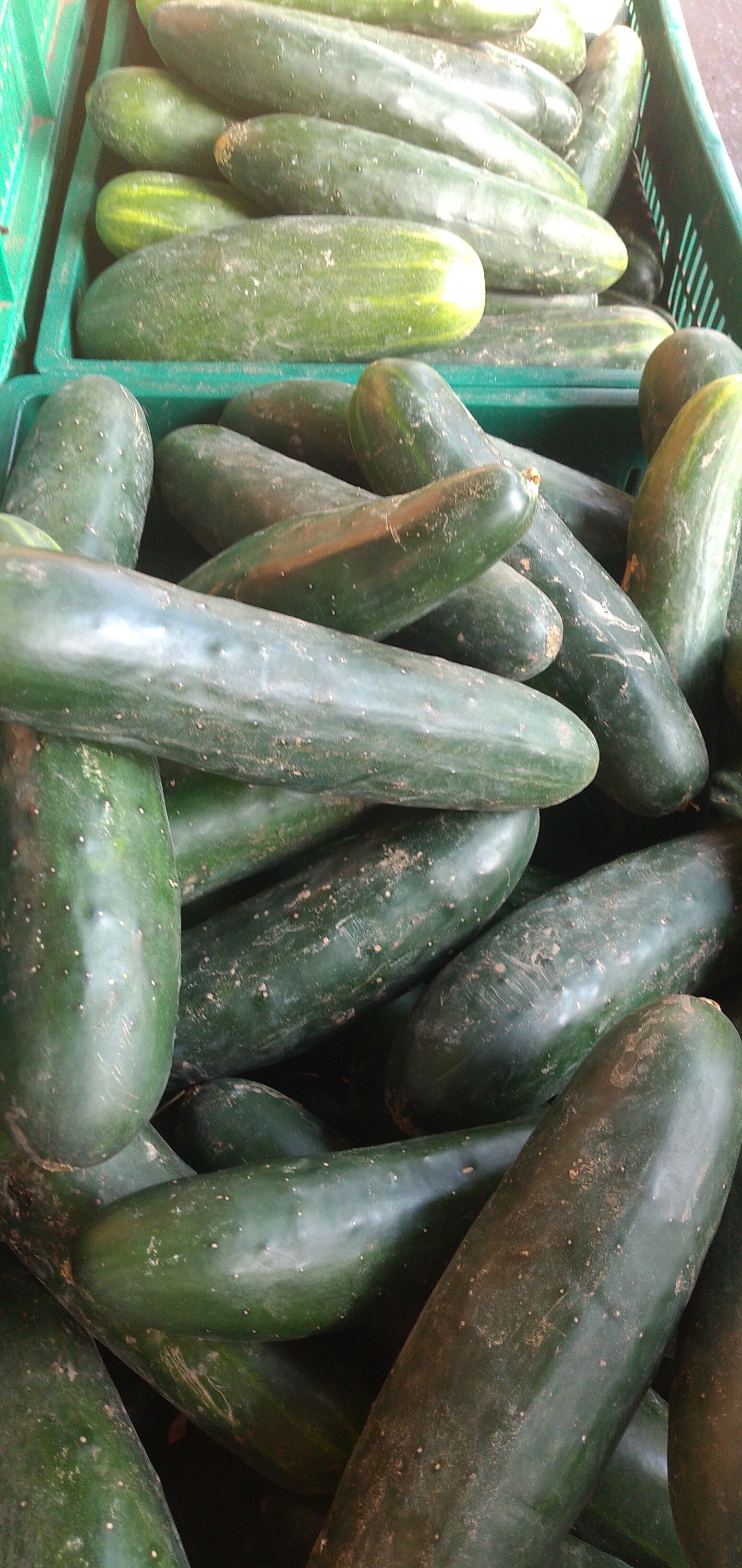 Pepino