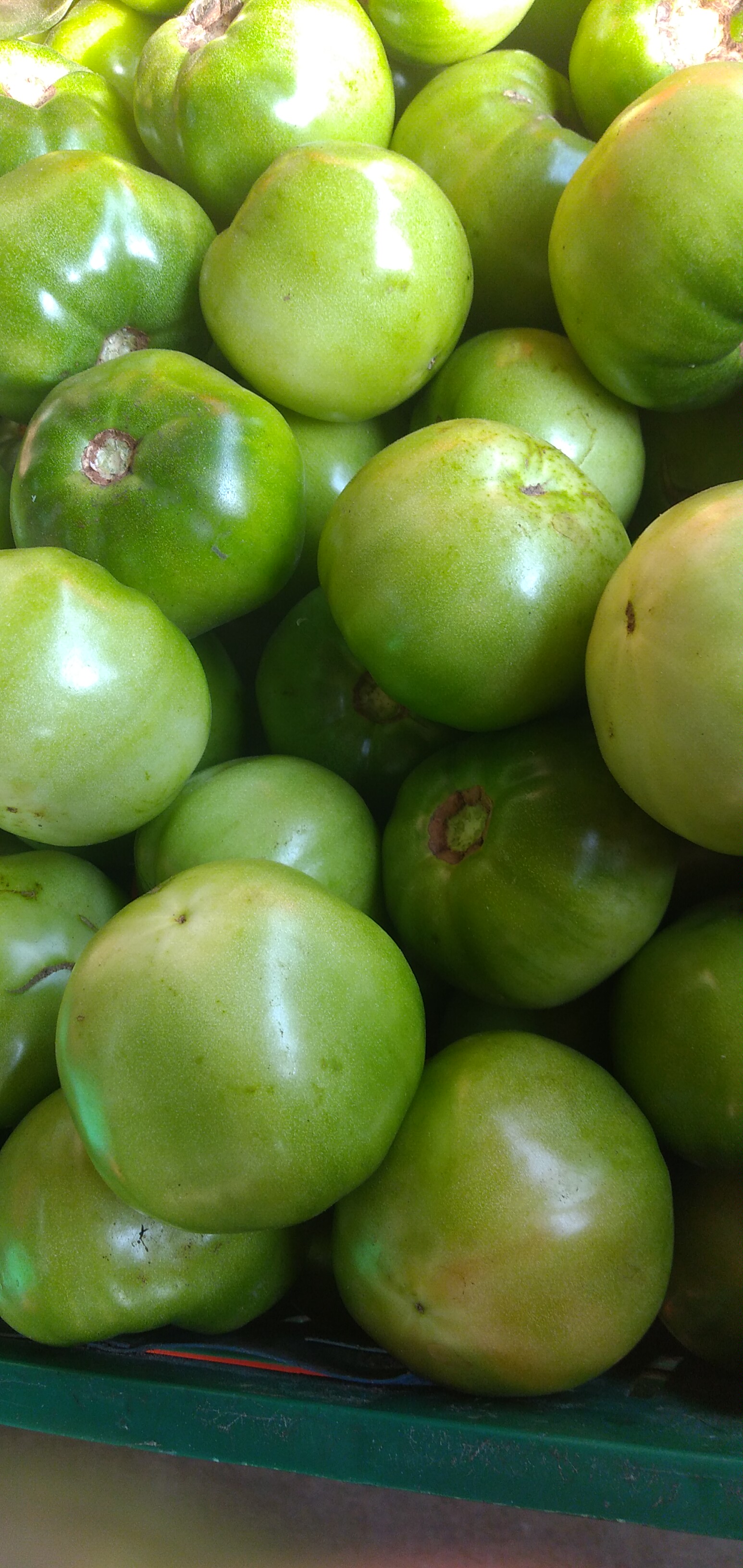 Tomate para ensaladas