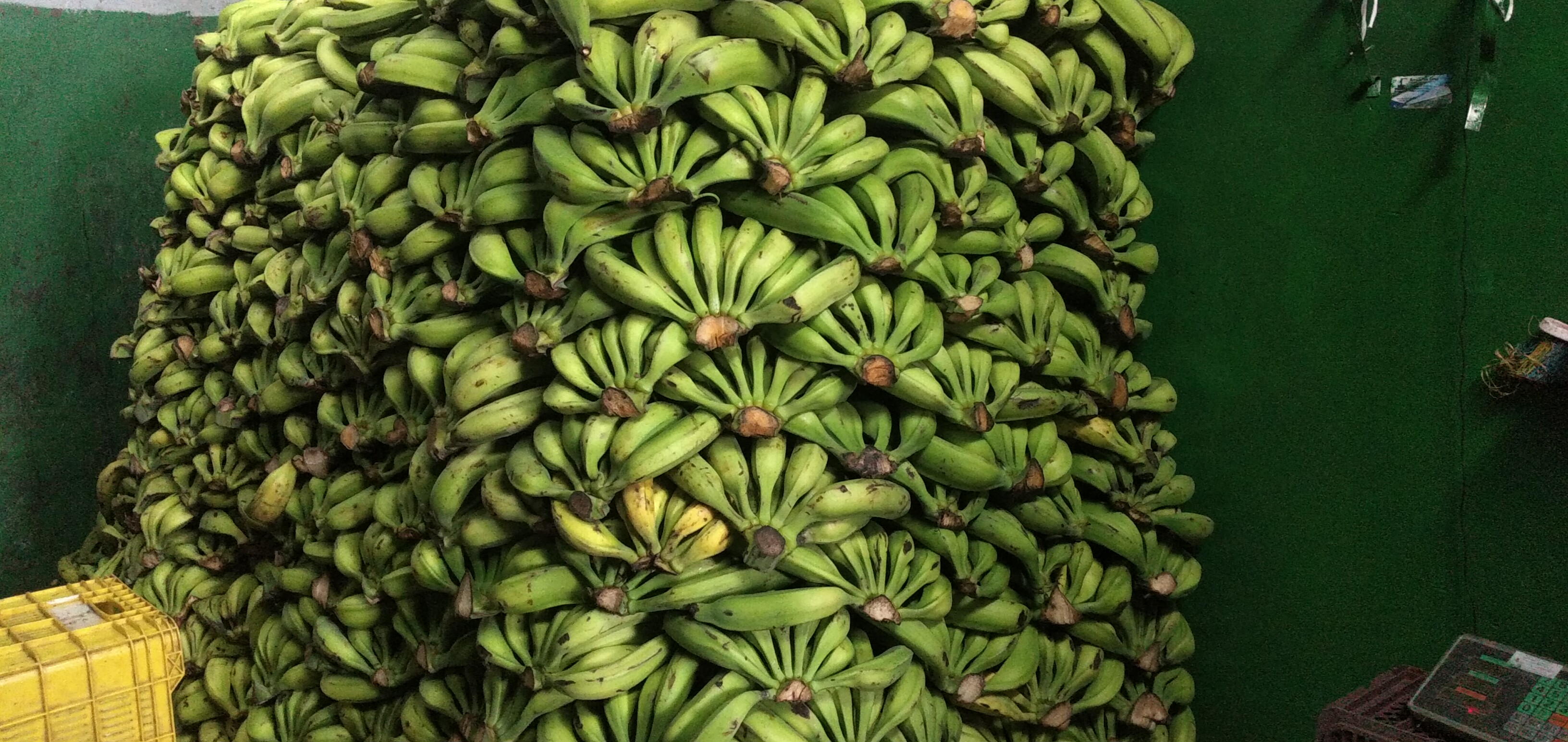 Plátano verde