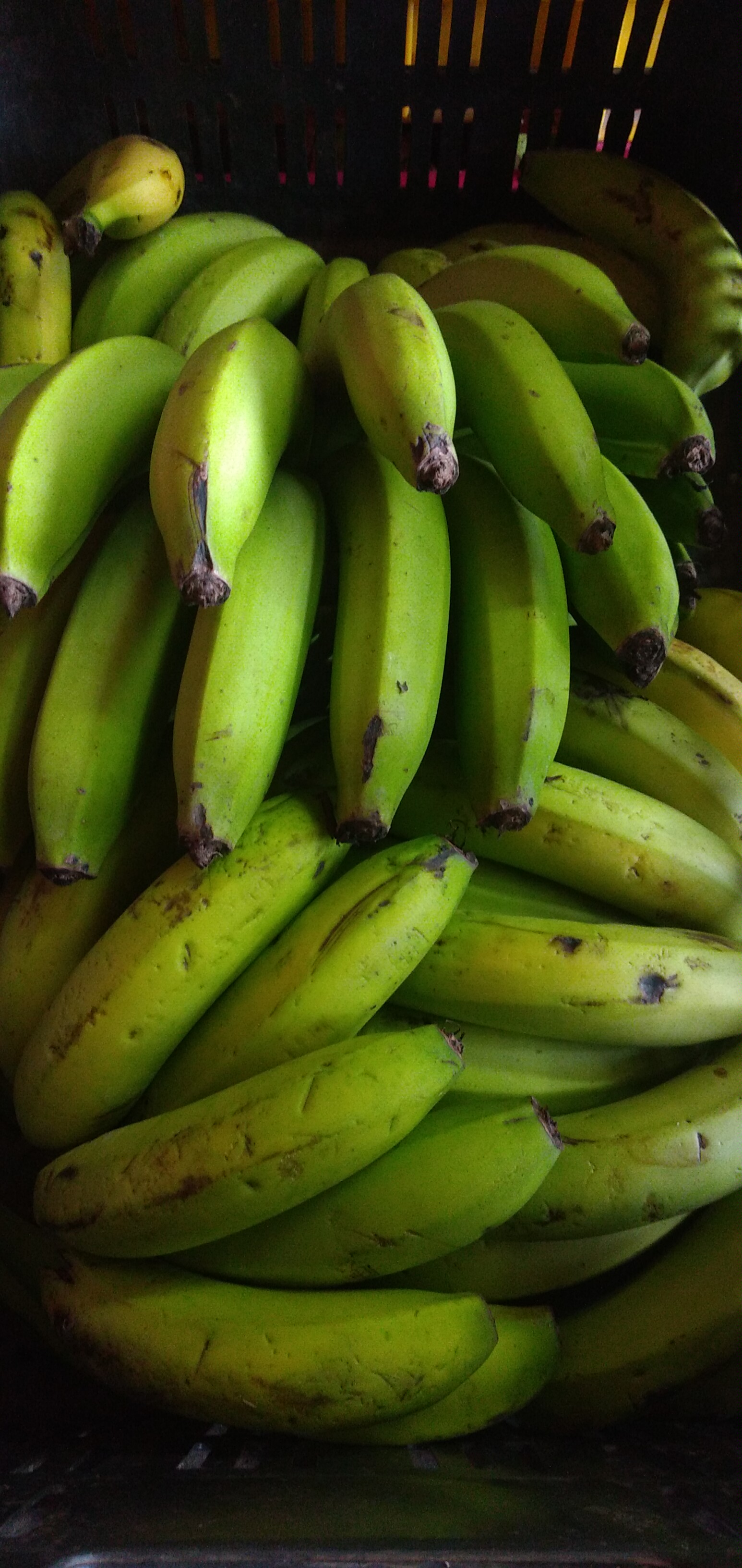 Banano criollo