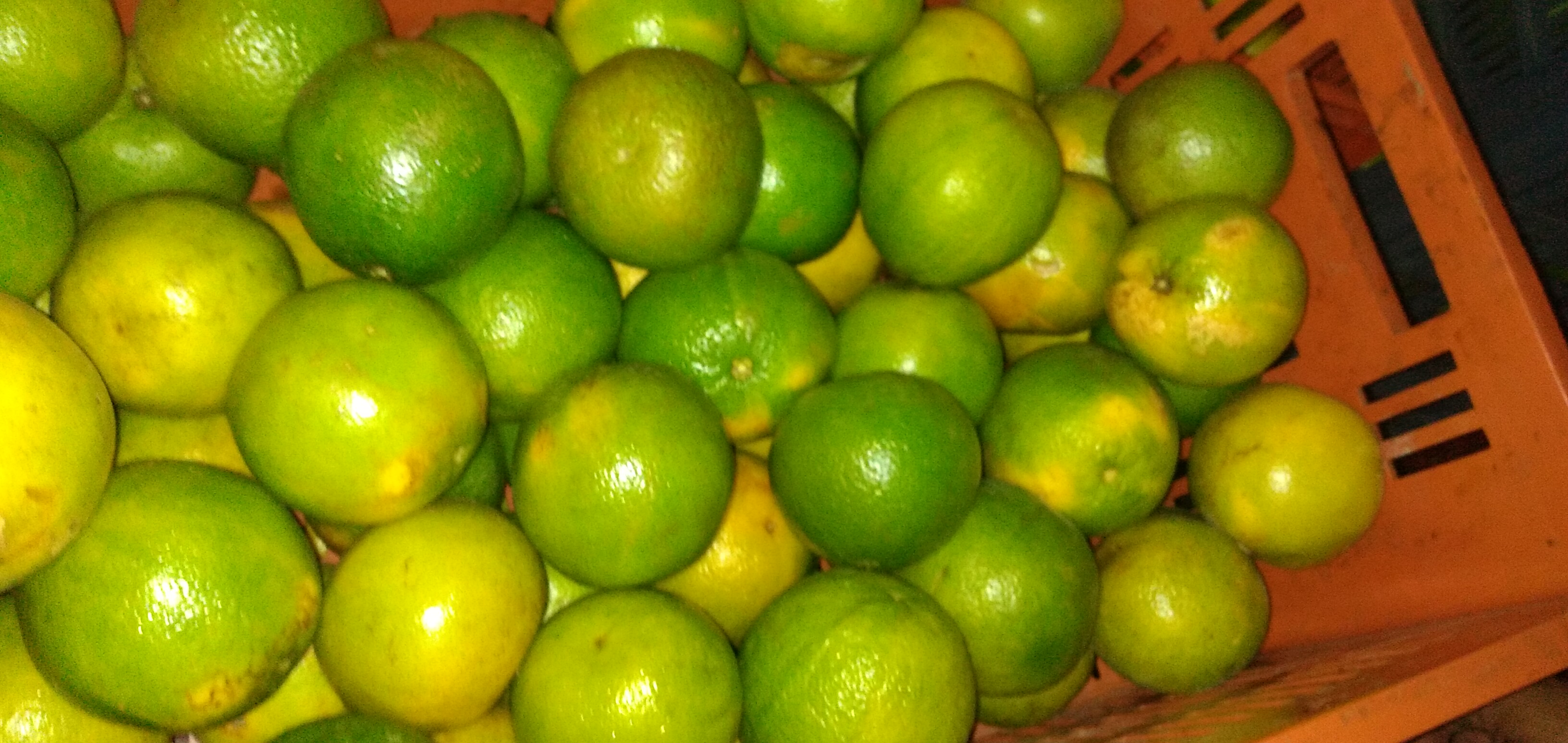 Naranja Valencia primera