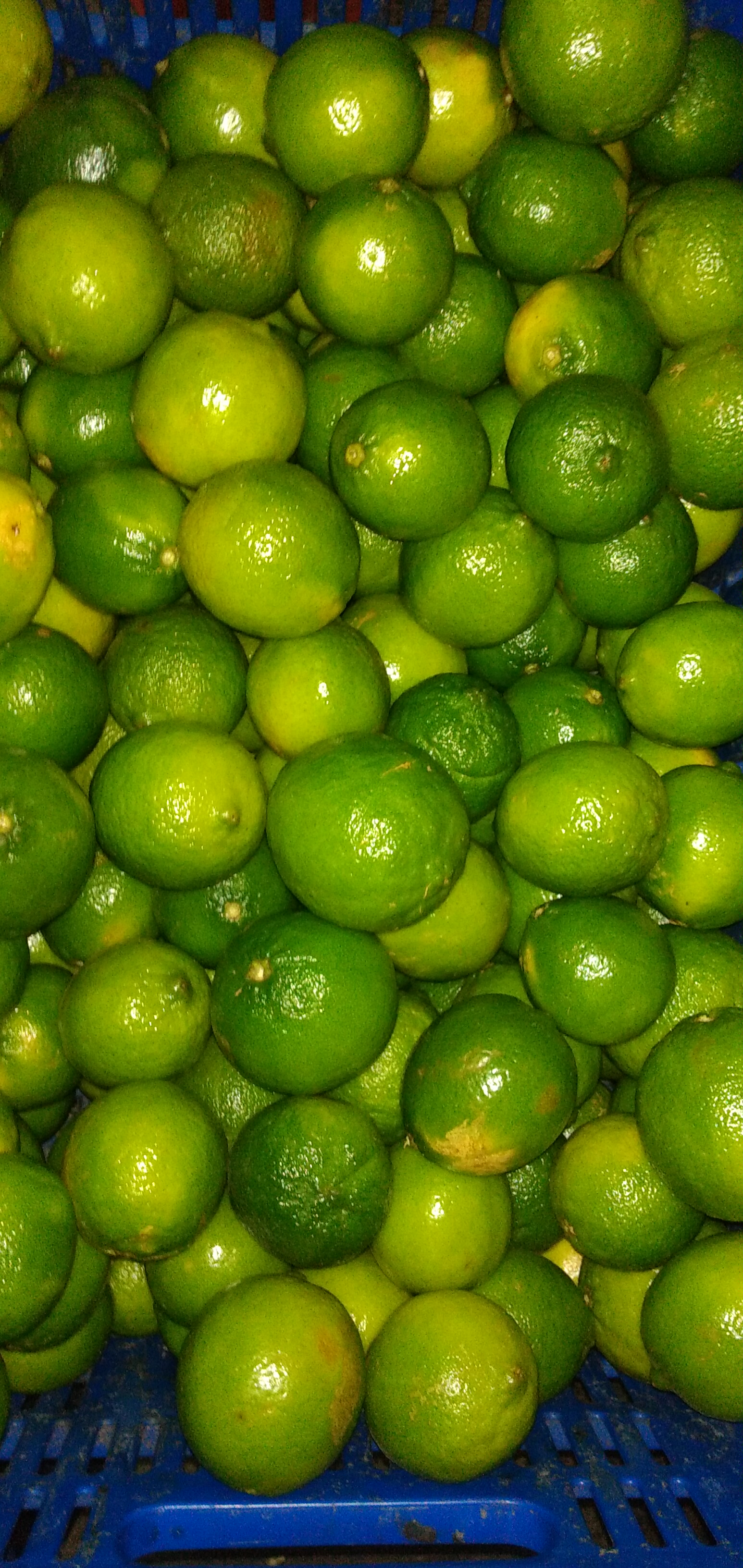 Limón Tahití