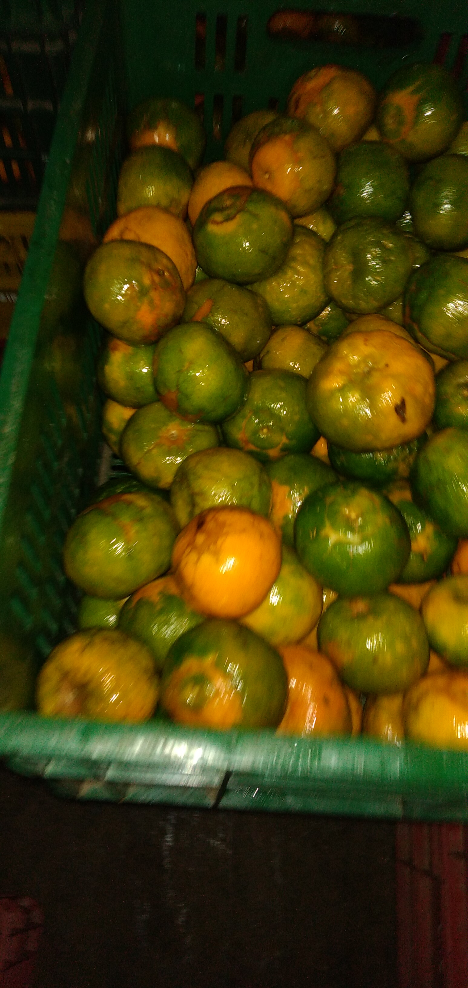 Mandarina