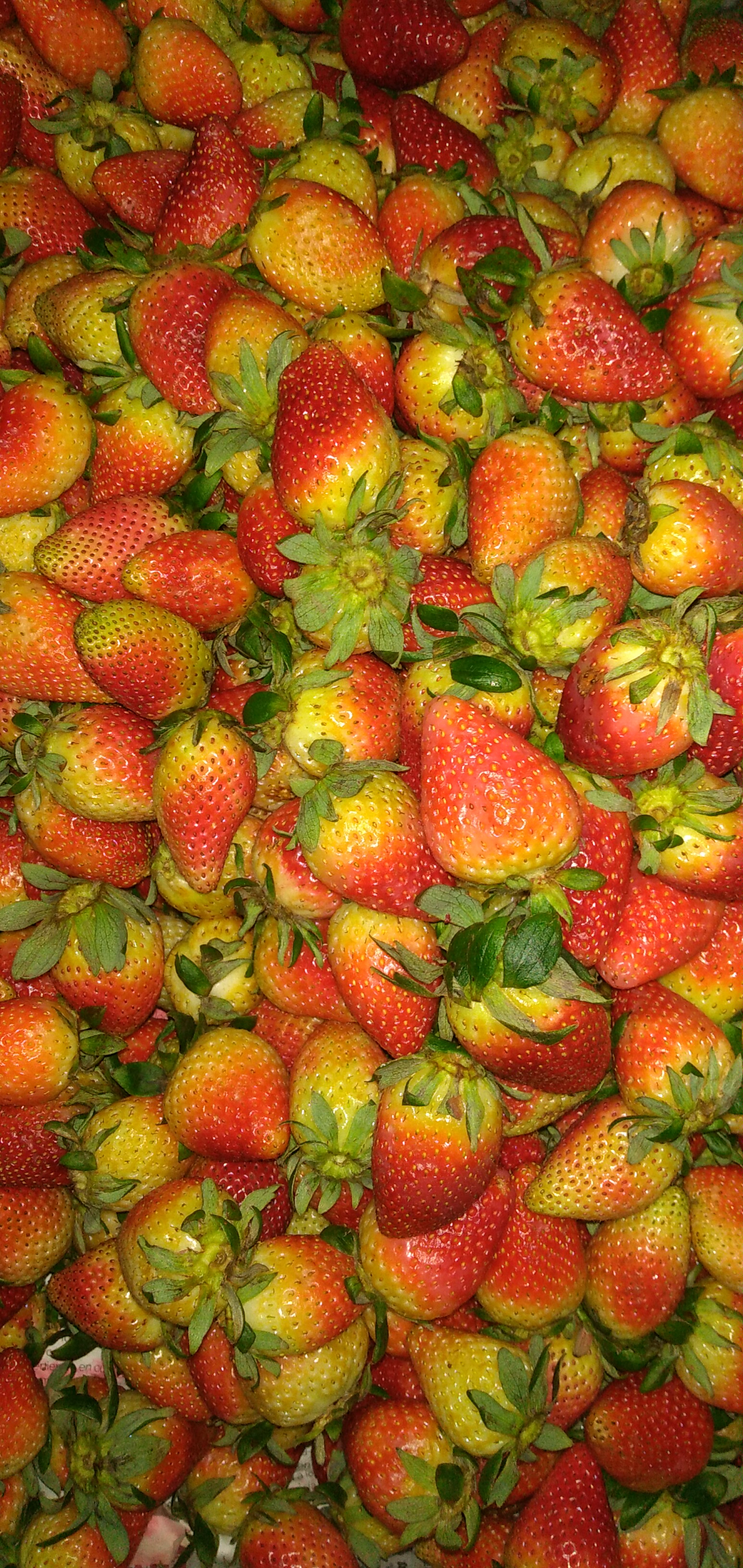 Fresas #3