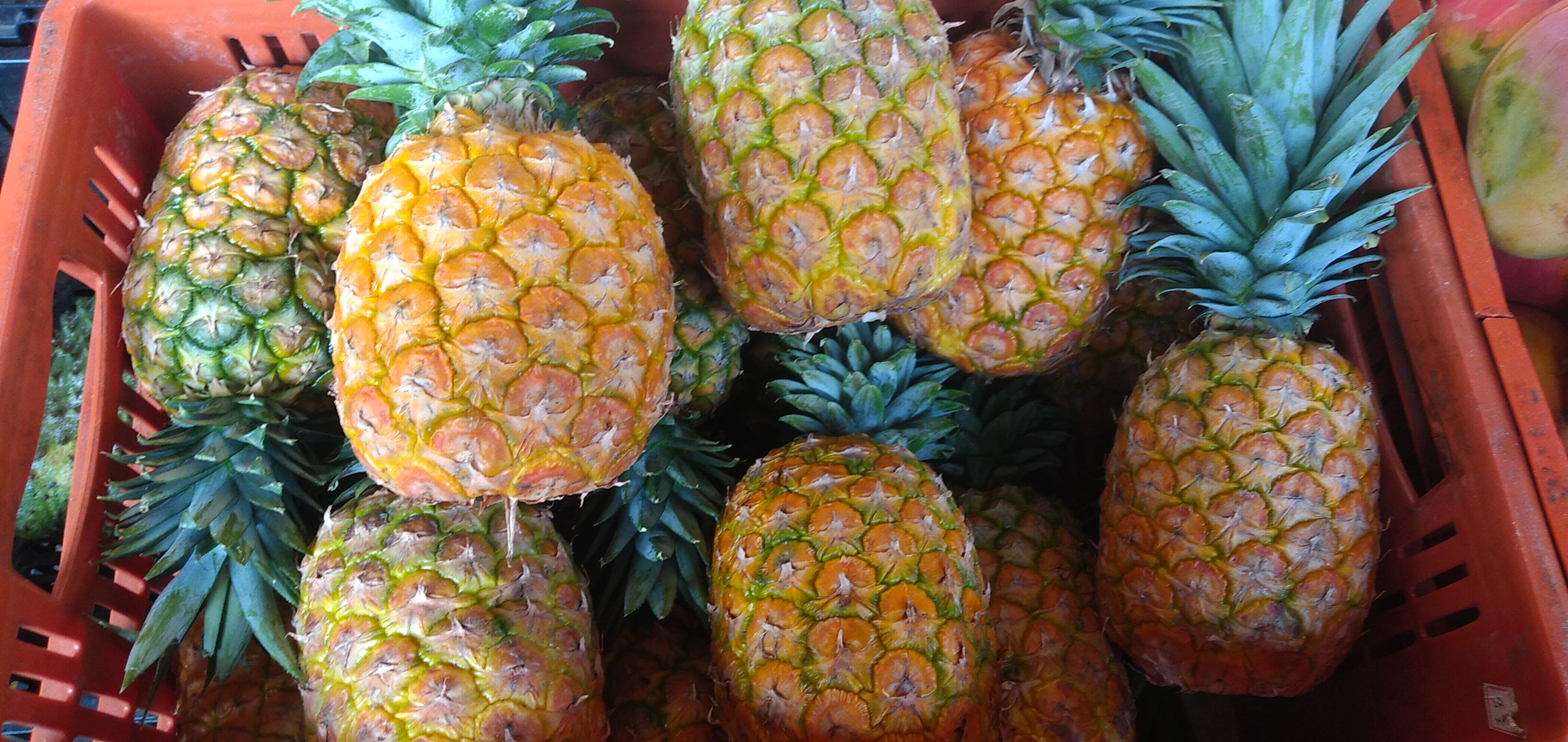 Piña oromiel