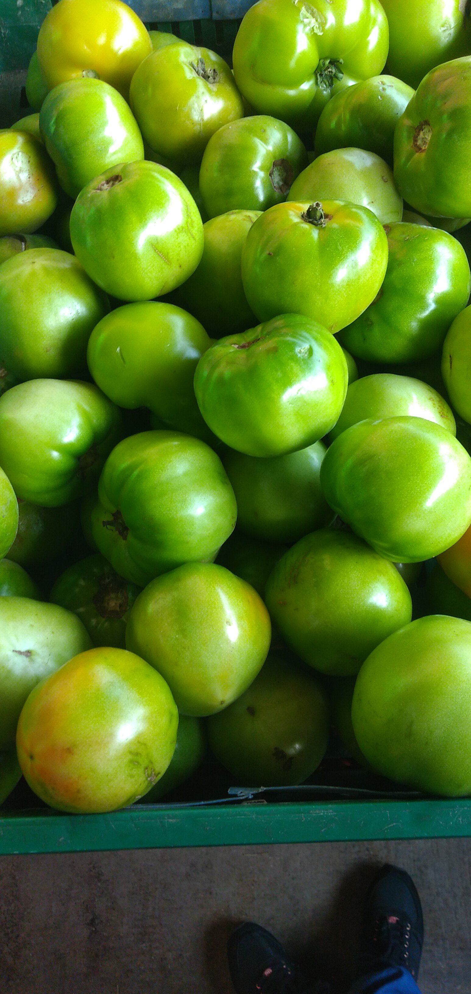 Tomate para ensaladas
