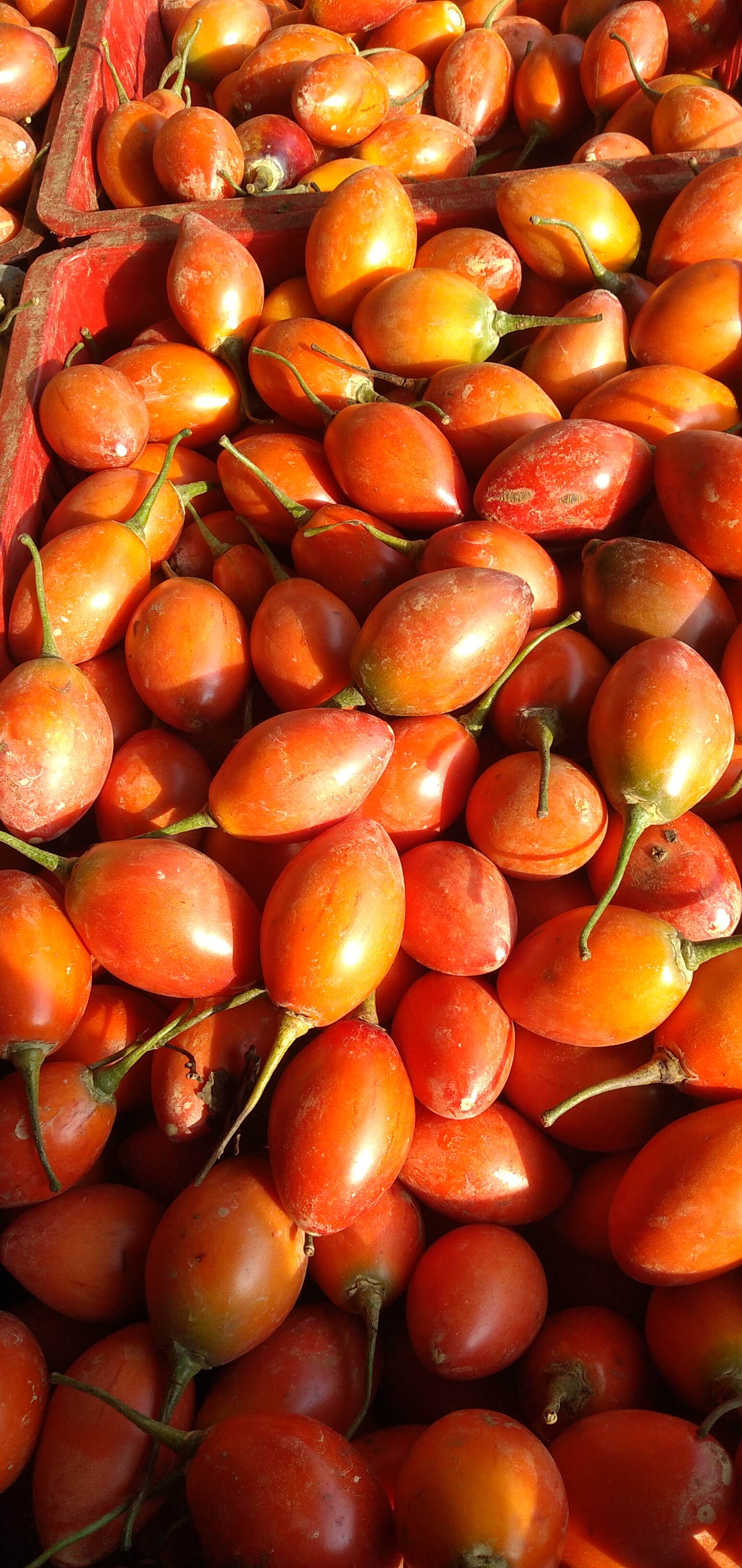 Tomate arbol