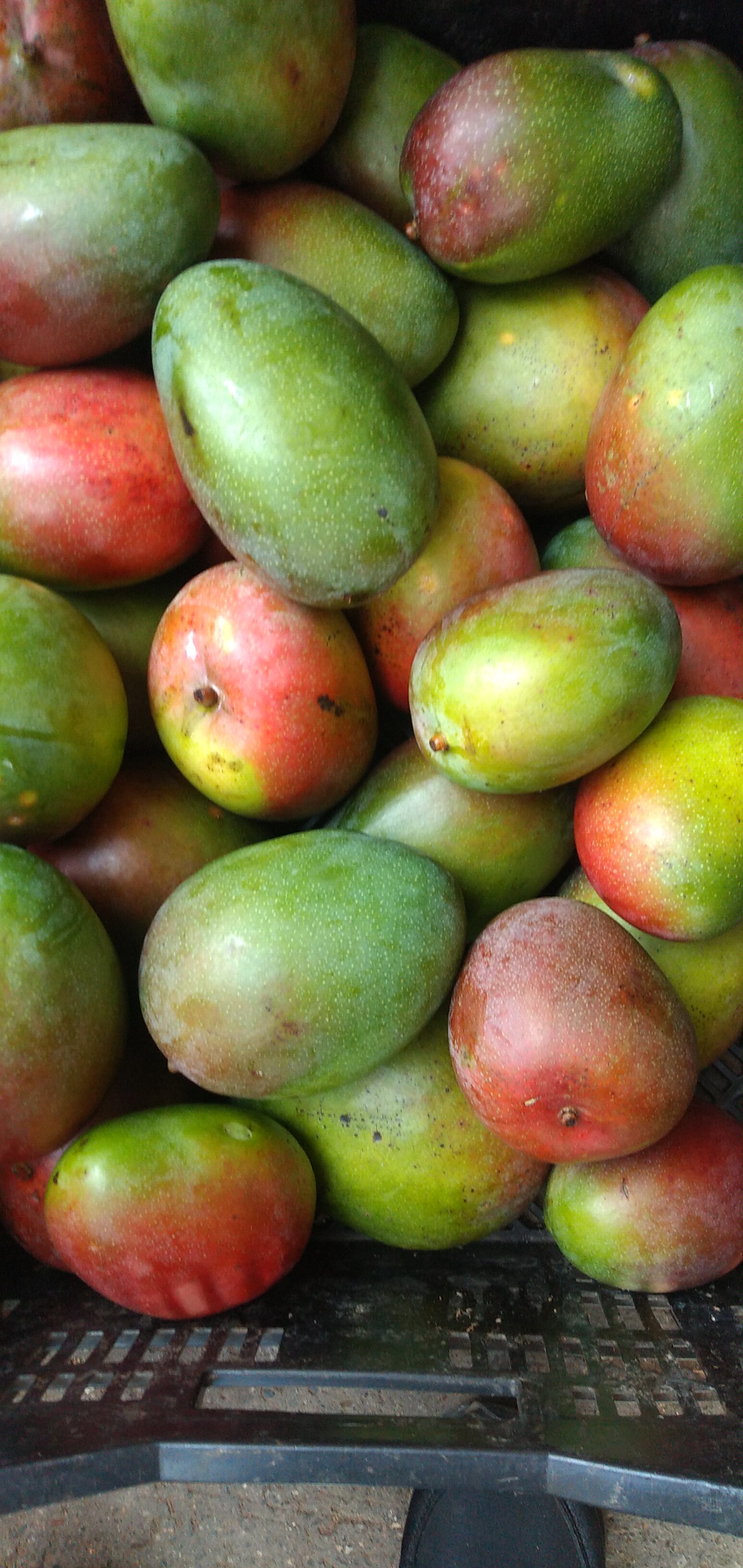 Mango farchi