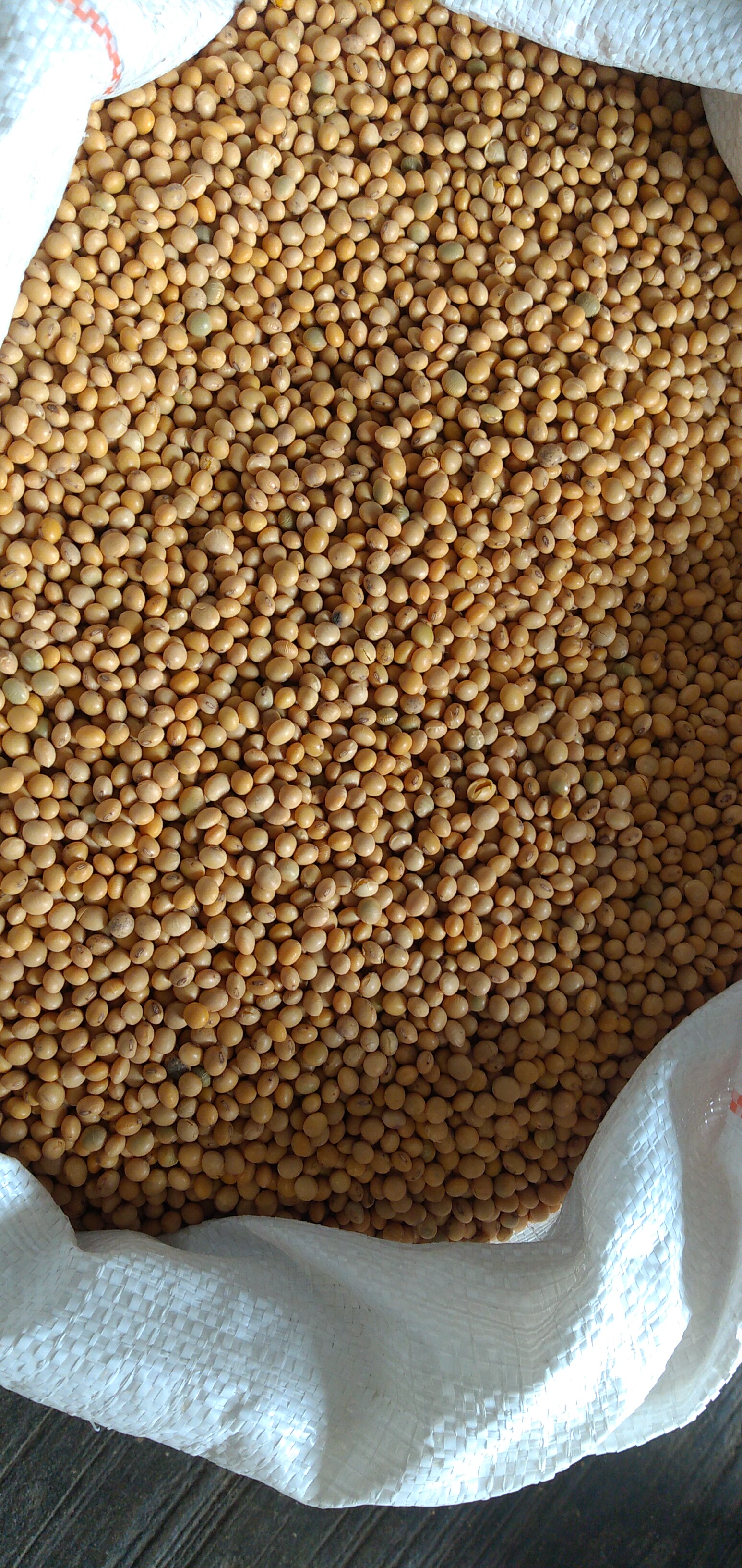 Soya bulto x 50 kg