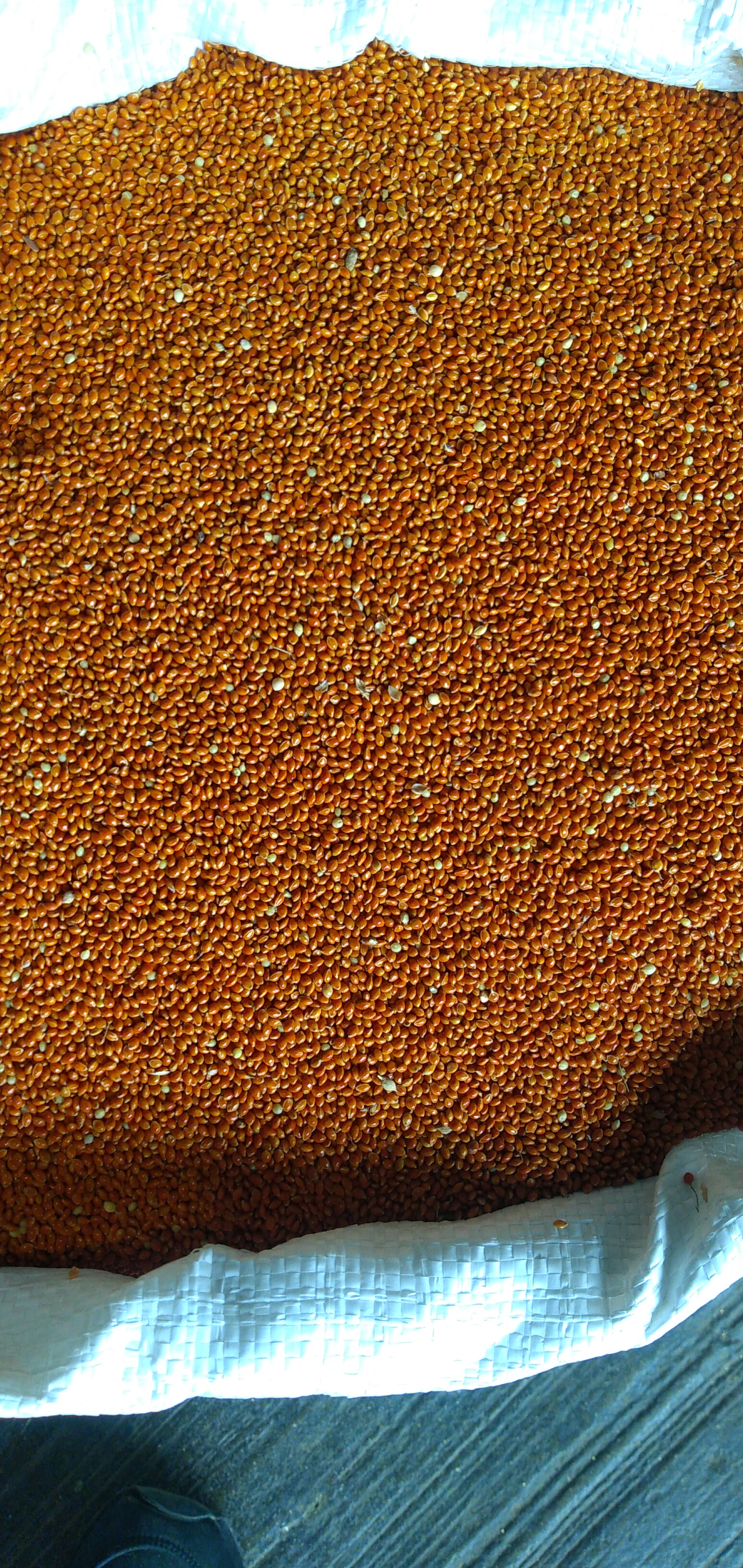 Millo amarillo bulto x 25 kg