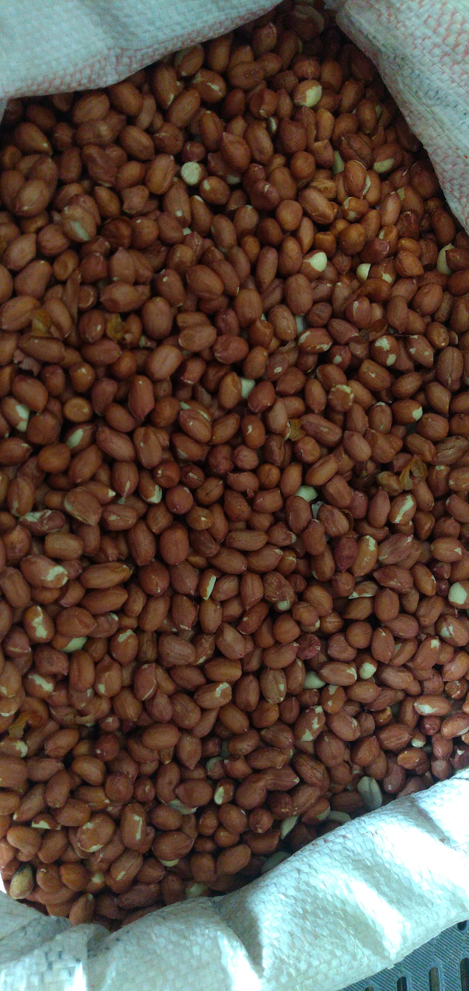 Maní con cascara bulto x 25 kg