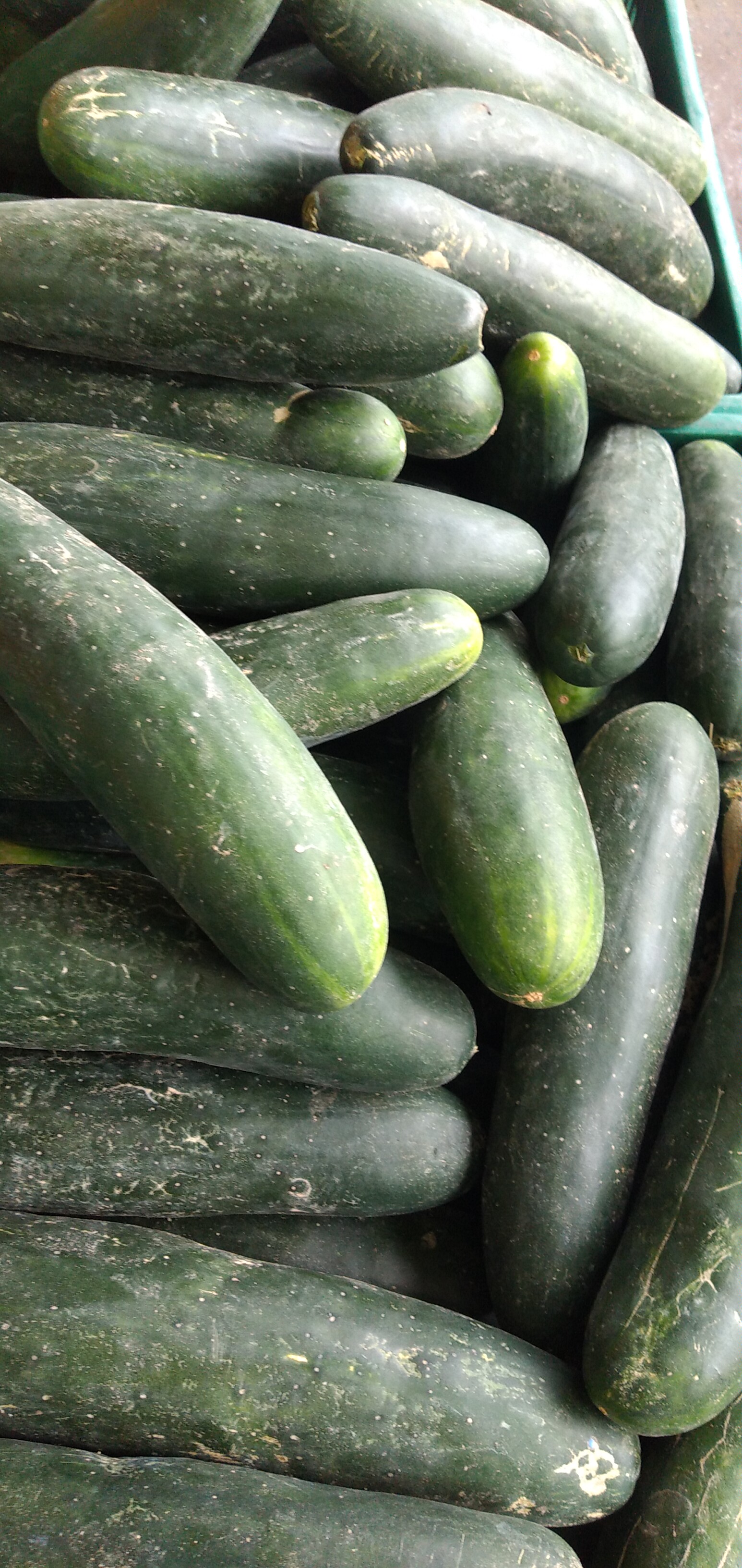 Pepino