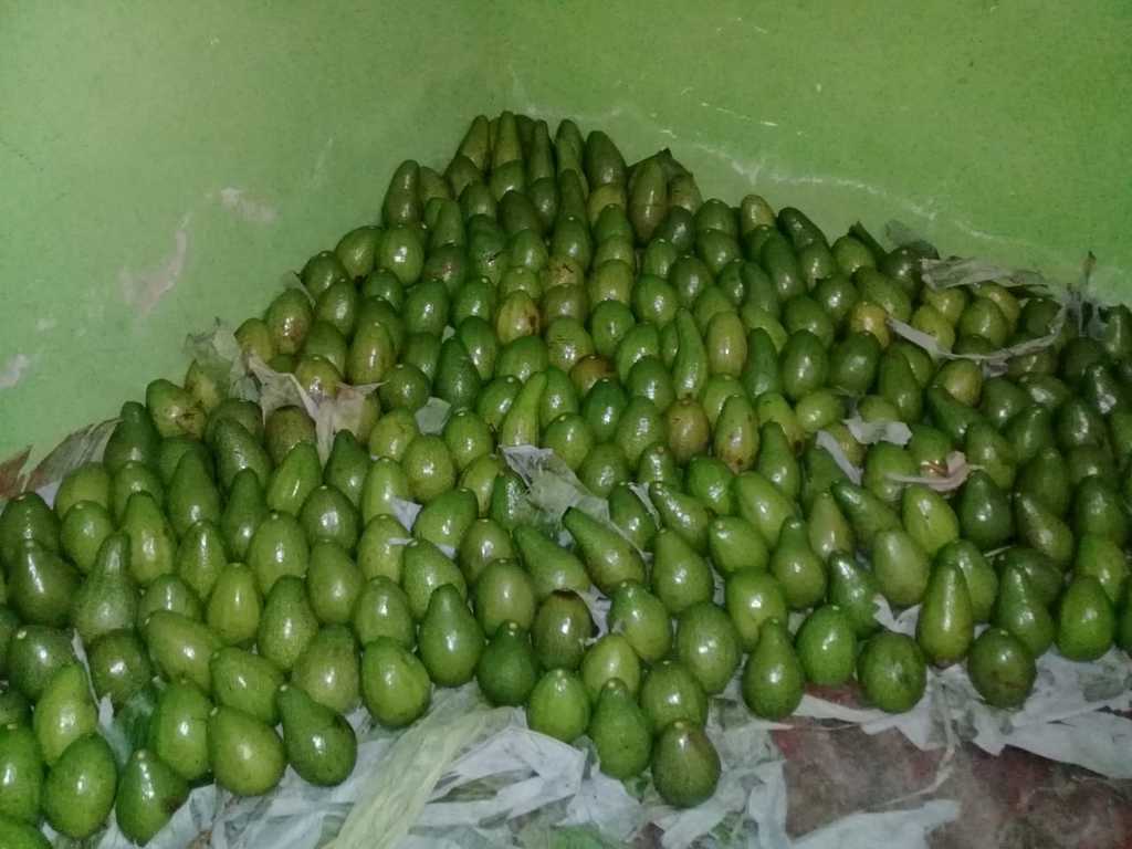 Aguacates