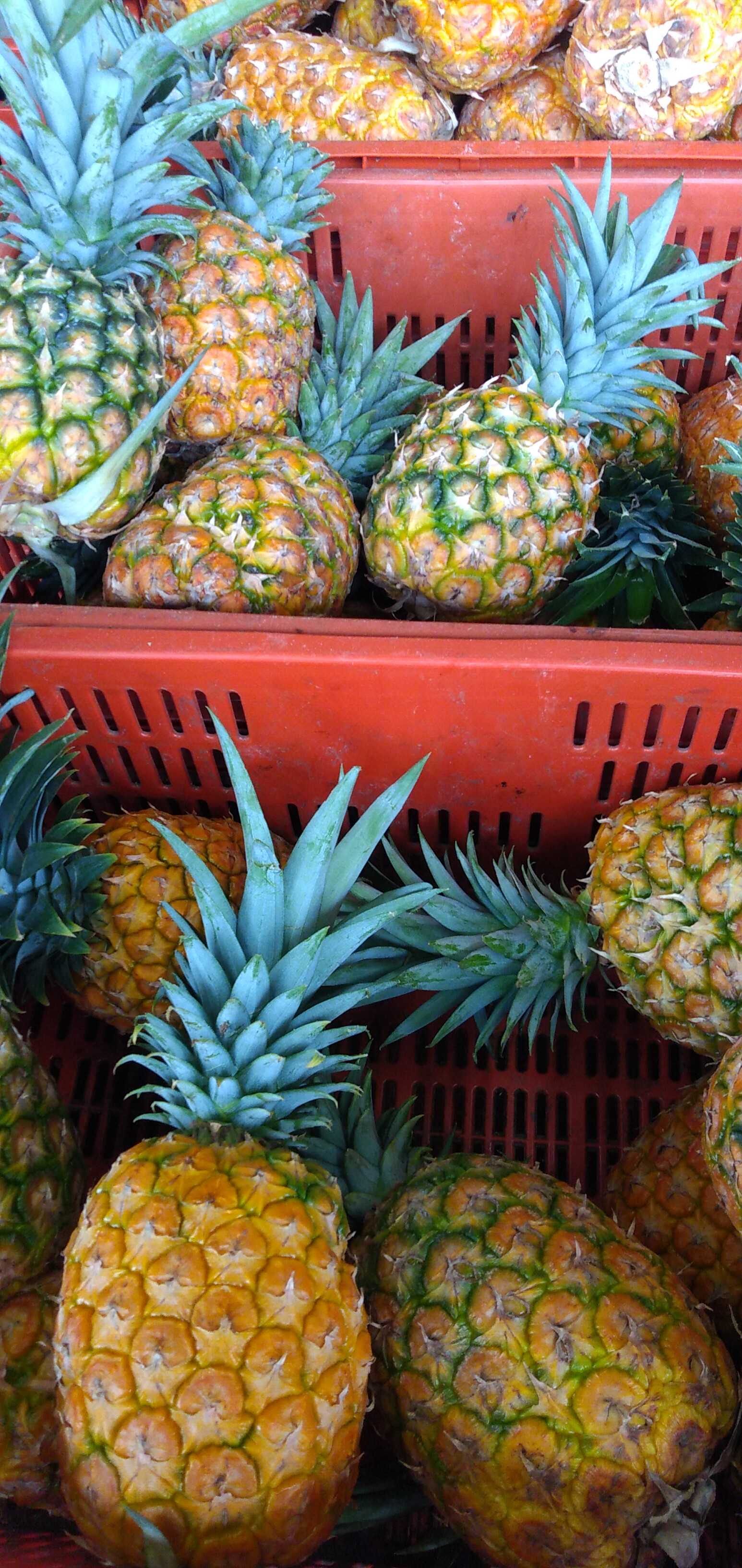 Piña oromiel