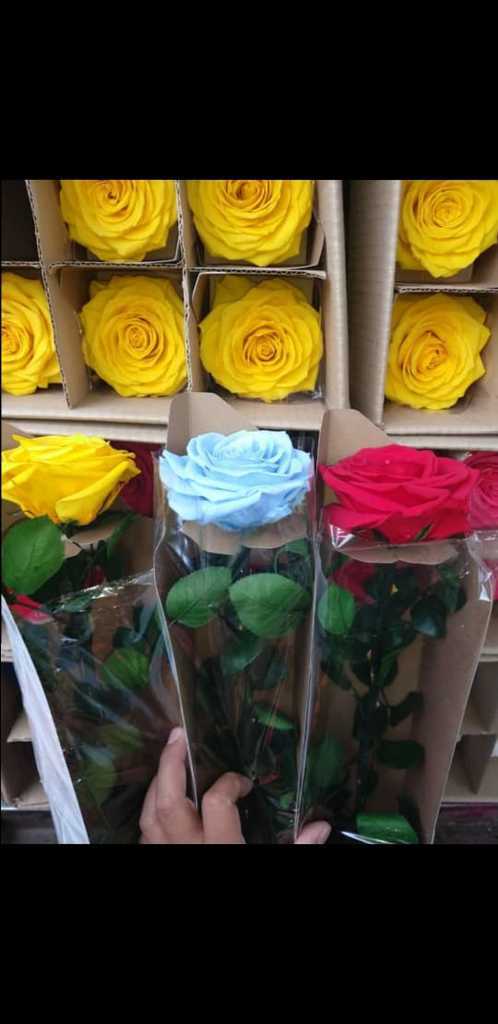 Rosas inmortalizadas