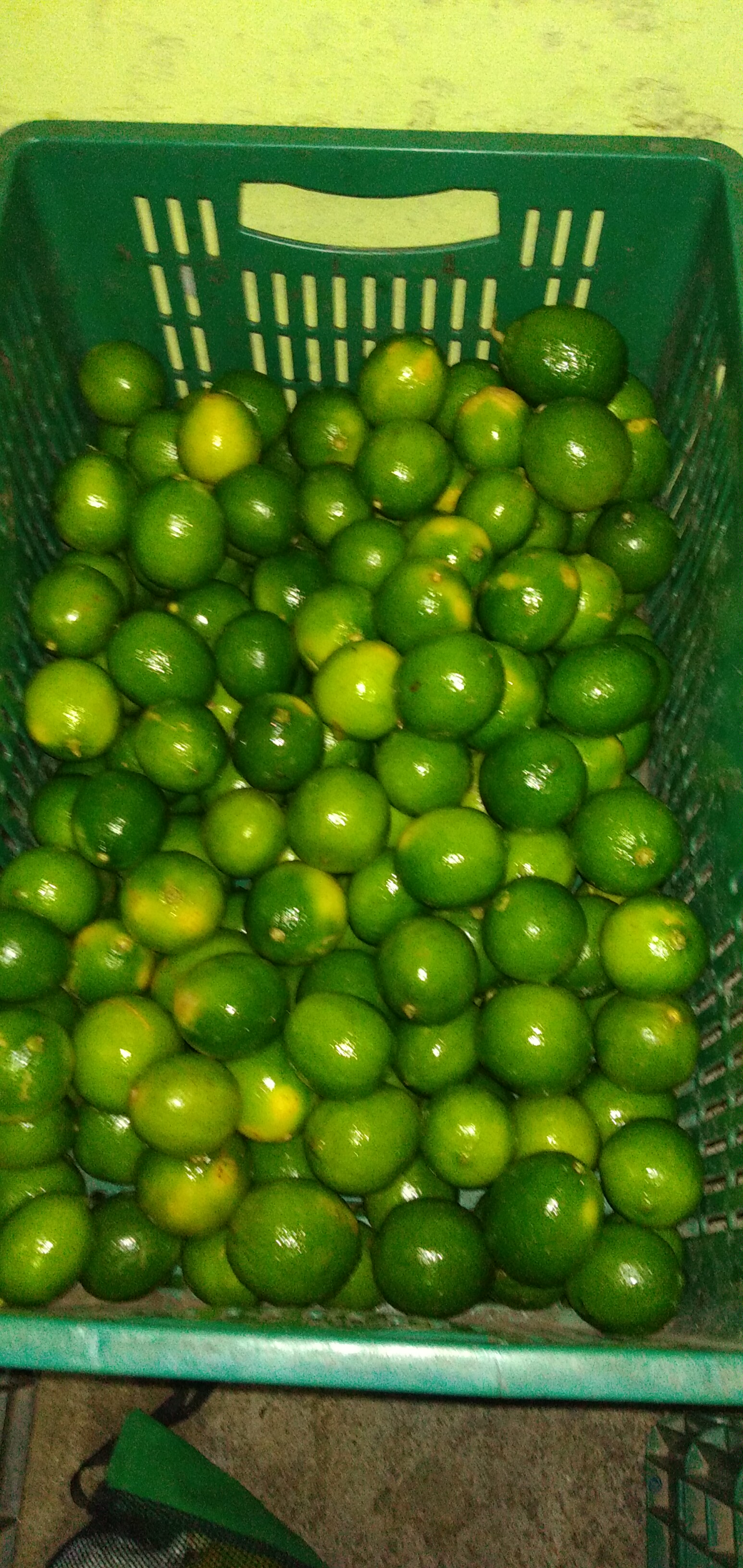 Limón Tahití