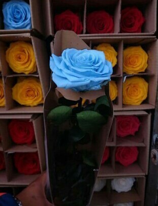 Rosa azul inmortalizada