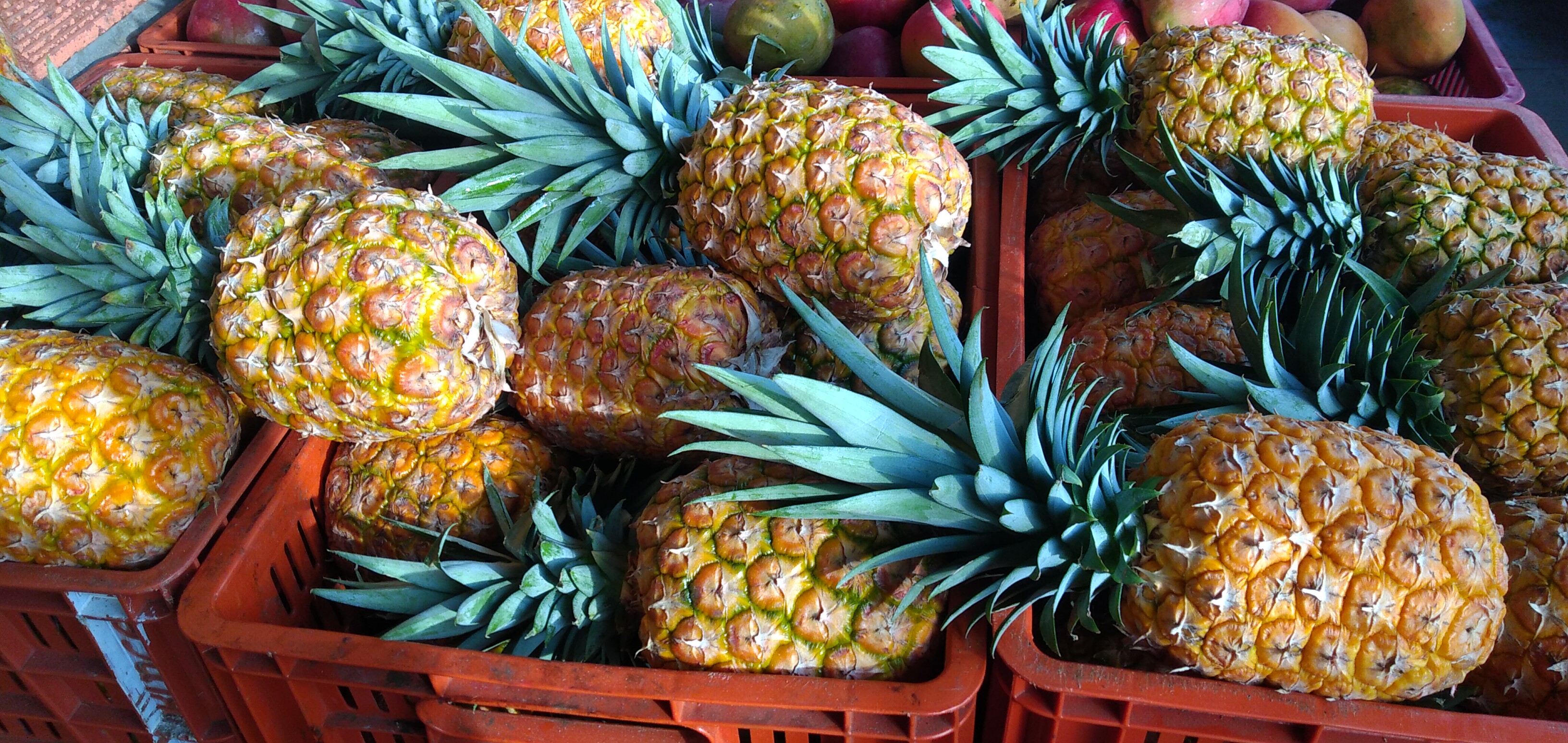 Piña oromiel