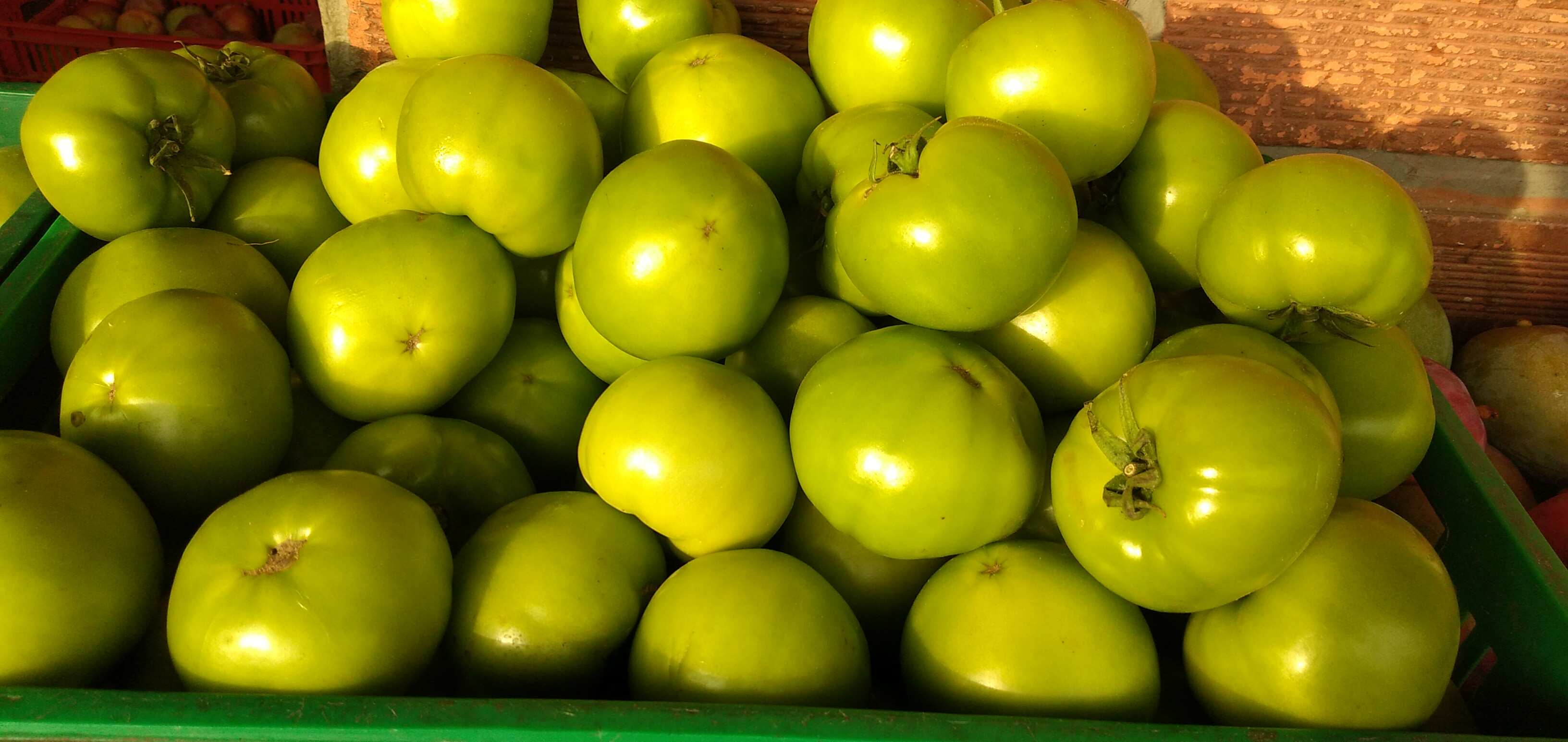 Tomate riñón