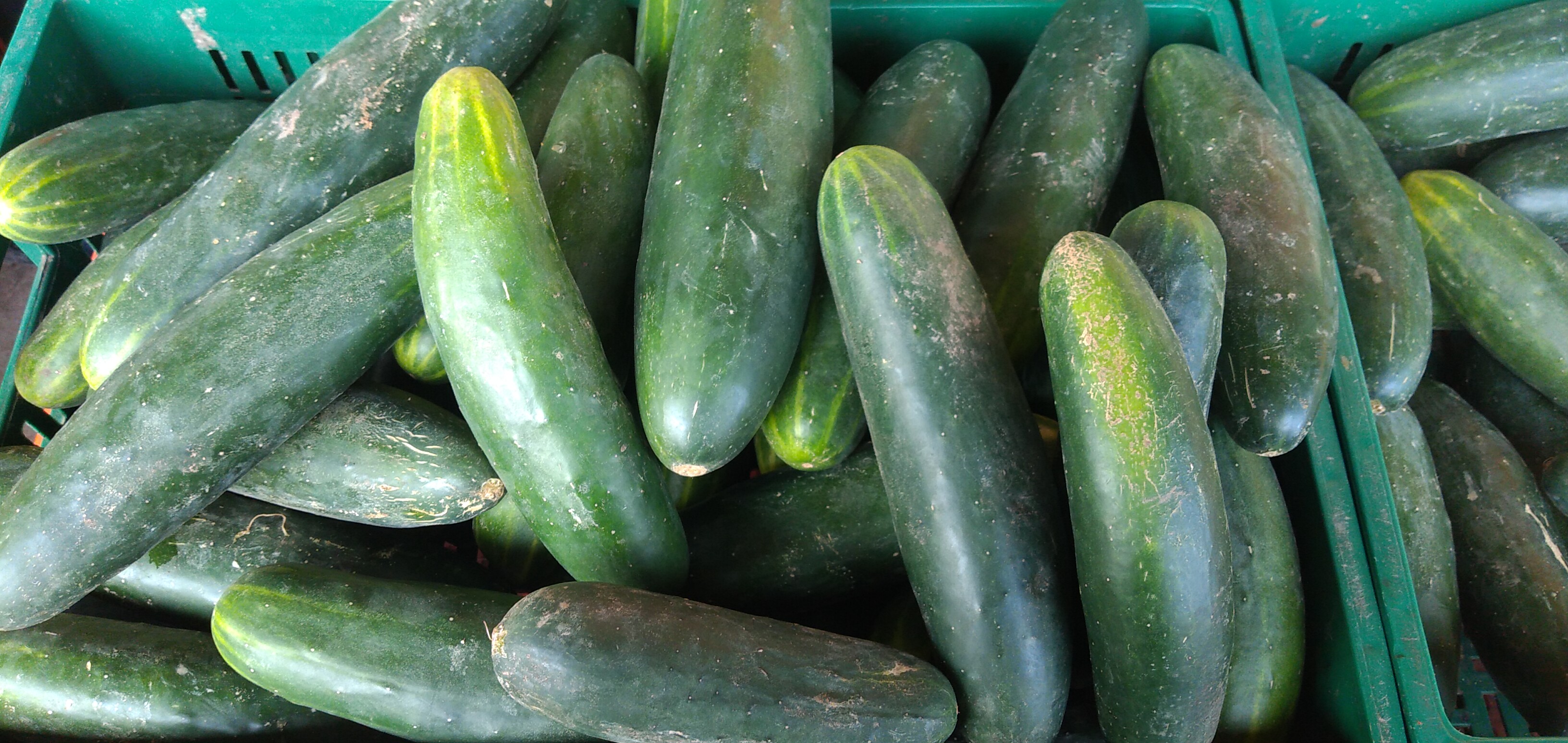Pepino
