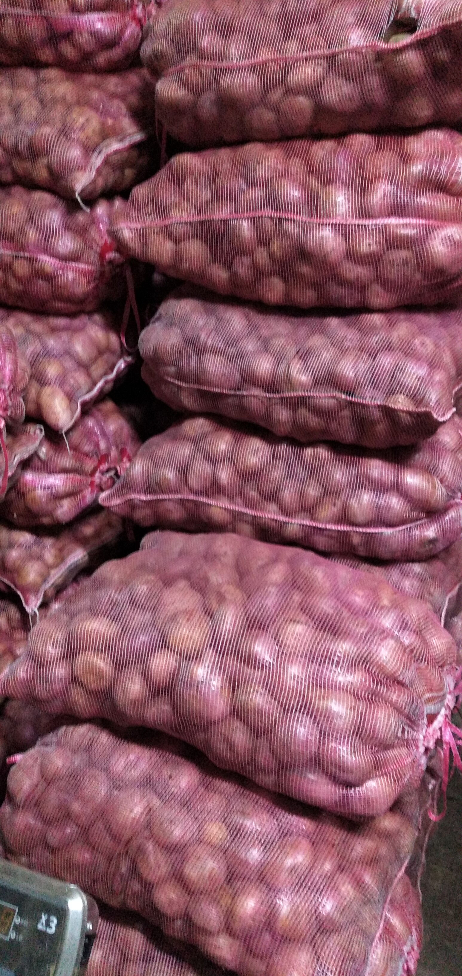 Papa pastusa