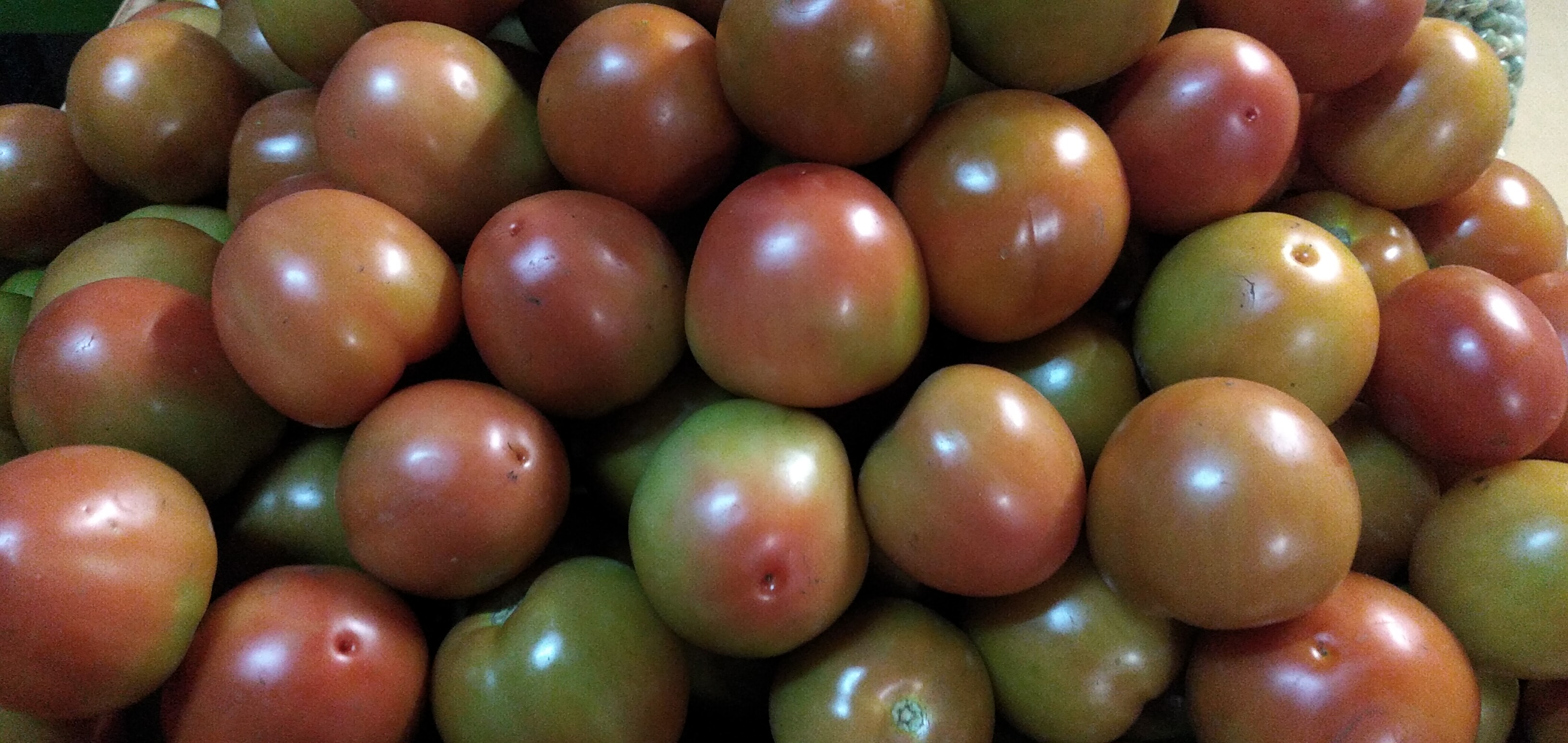Tomate aliño