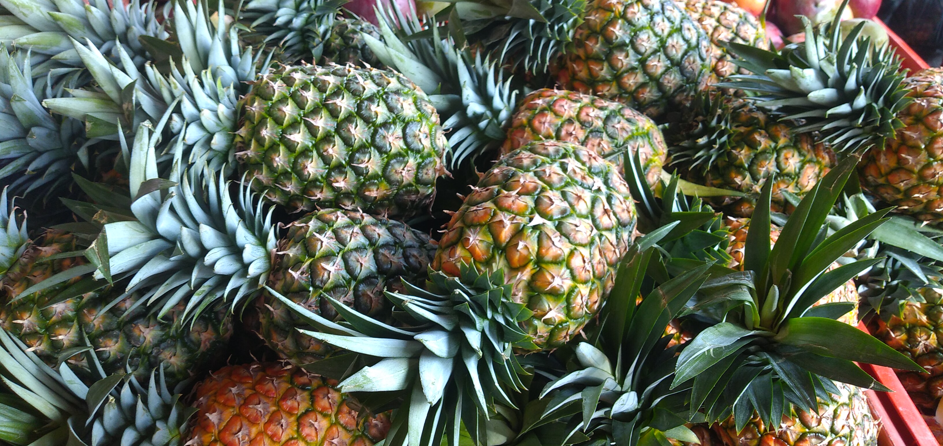 Piña oromiel