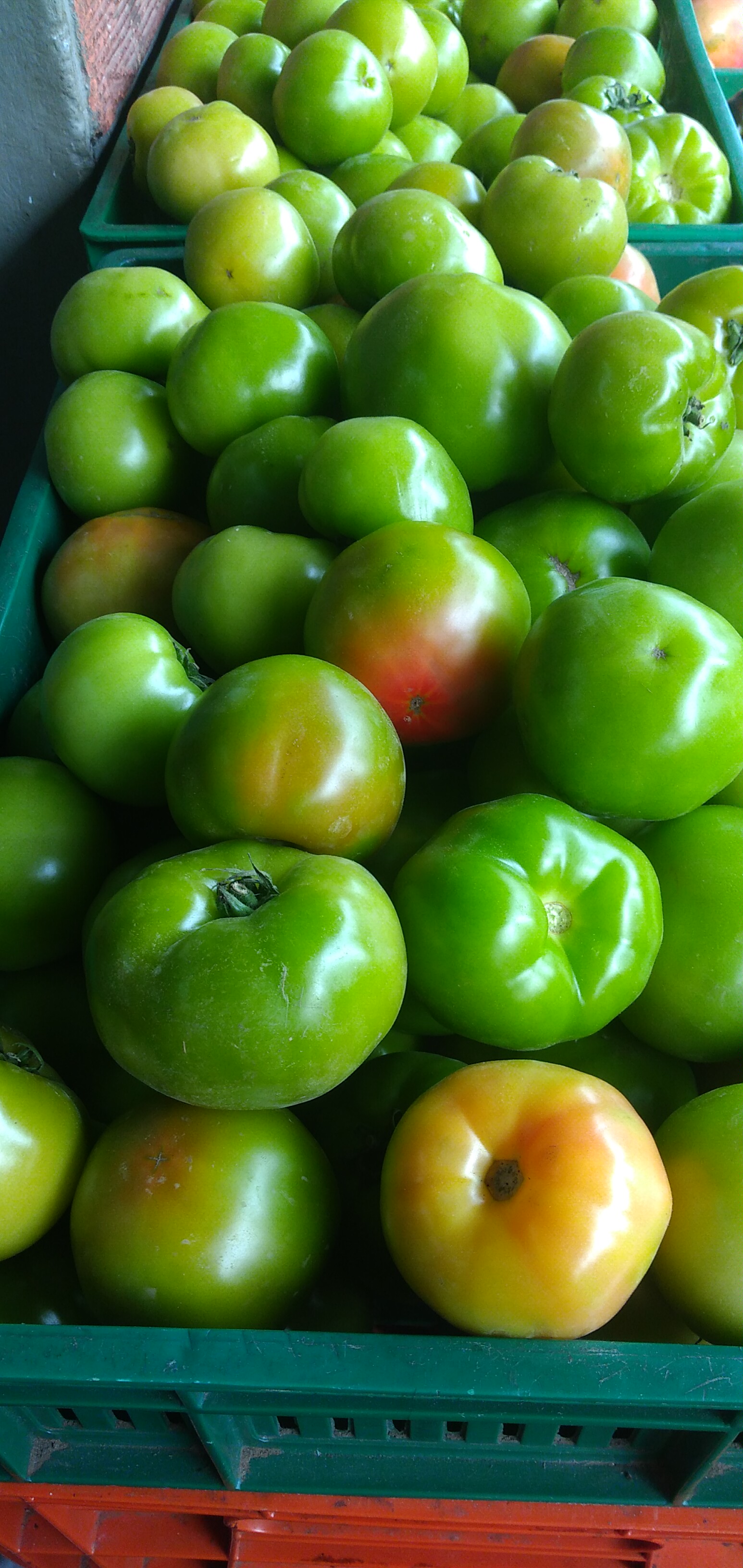 Tomate verde